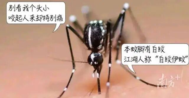 【医学科普】“今年蚊子史诗级加强”？广东疾控提醒