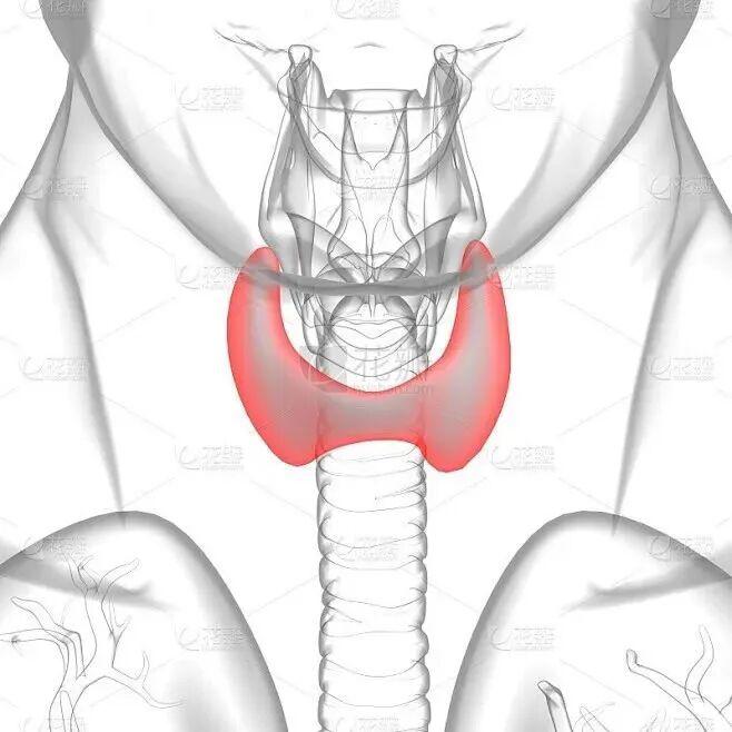 【医学科普】守护“蝴蝶”健康——甲状腺疾病的科学防治与日常保健